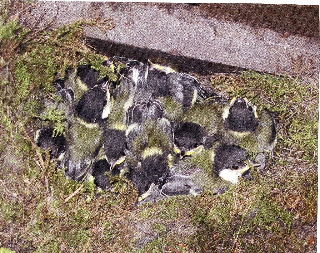 2009-Junge Kohlmeisen am Tretbecken.jpg